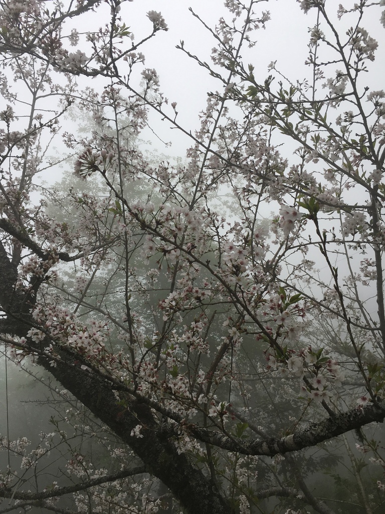 恩愛農場 恩愛農場