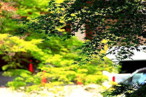 _MG_0339.JPG _MG_0339.JPG