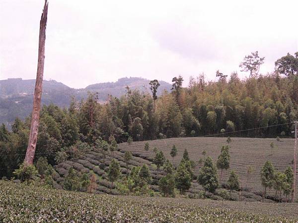 茶園