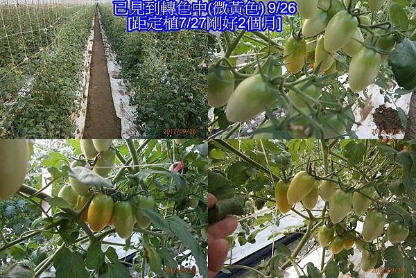 101年A B棚夏越3號生長履歷照片紀錄-7