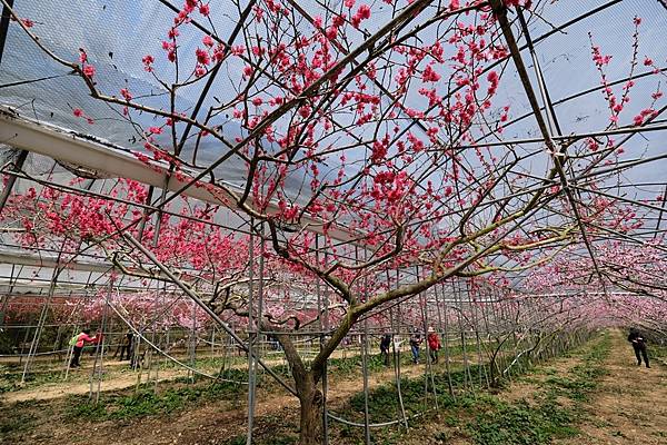 2024年梅峰農場-春之饗宴﹝桃花廊﹞