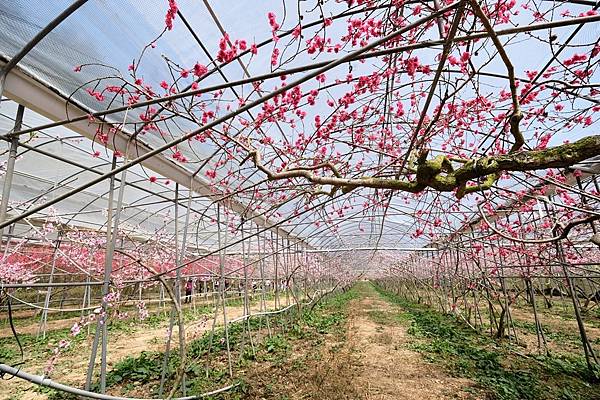 2024年梅峰農場-春之饗宴﹝桃花廊﹞