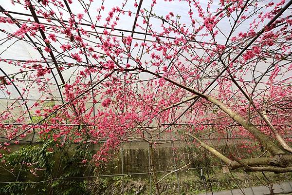 2024年梅峰農場-春之饗宴﹝桃花廊﹞