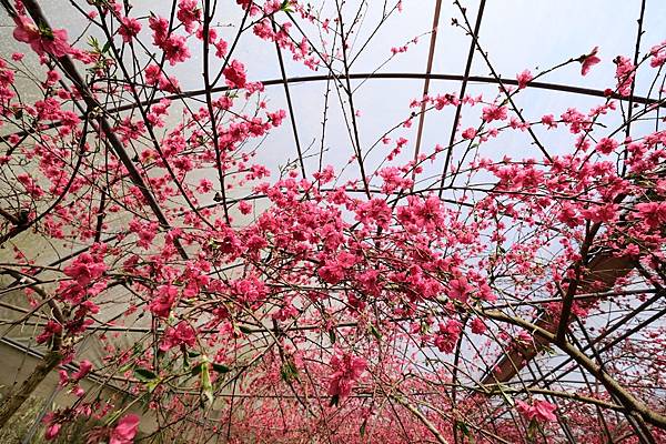 2024年梅峰農場-春之饗宴﹝桃花廊﹞