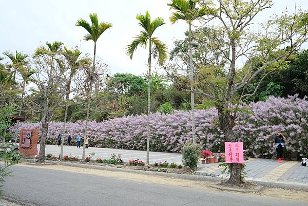 [南投‧鹿谷]清水溝溪麝香木花道