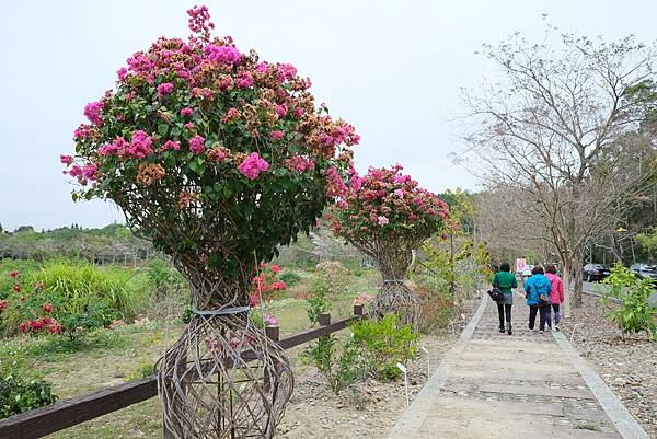 [南投‧鹿谷]清水溝溪麝香木花道