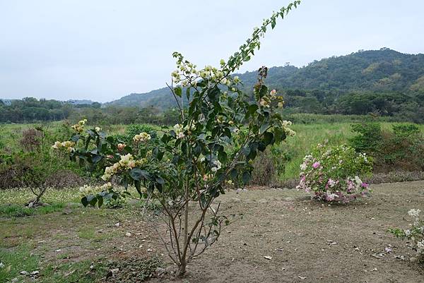 [南投‧鹿谷]清水溝溪麝香木花道