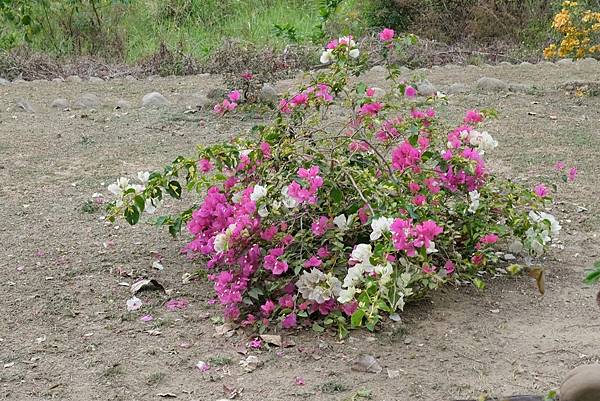 [南投‧鹿谷]清水溝溪麝香木花道