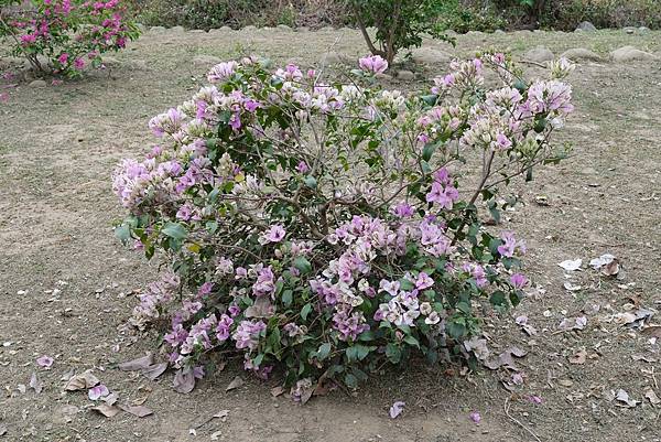 [南投‧鹿谷]清水溝溪麝香木花道