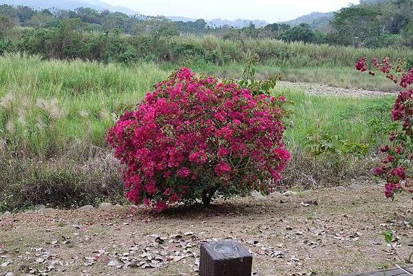 [南投‧鹿谷]清水溝溪麝香木花道