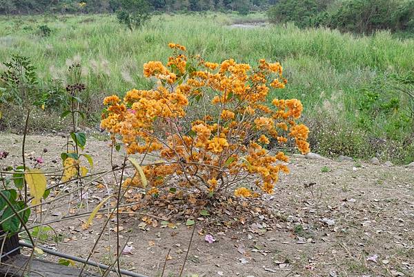 [南投‧鹿谷]清水溝溪麝香木花道