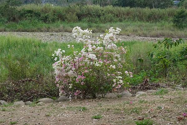 [南投‧鹿谷]清水溝溪麝香木花道