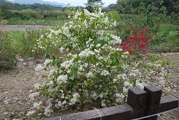 [南投‧鹿谷]清水溝溪麝香木花道