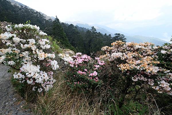 20240419合歡山小奇萊步道0.7K杜鵑花