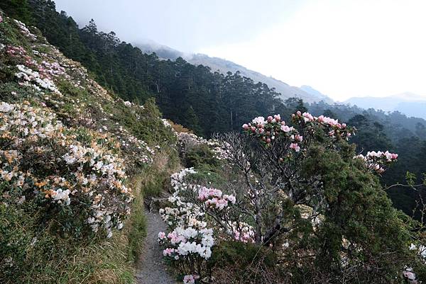 20240419合歡山小奇萊步道0.7K杜鵑花