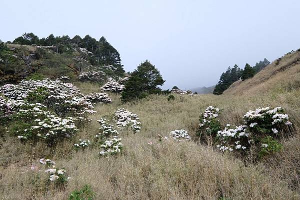 20240419合歡山東峰步道口杜鵑花