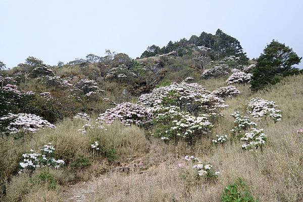 20240419合歡山東峰步道口杜鵑花