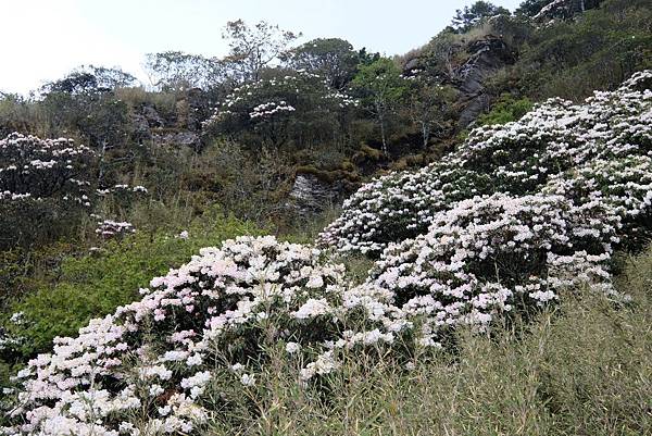 20240419合歡山東峰步道口杜鵑花