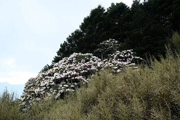 20240419合歡山東峰步道口杜鵑花