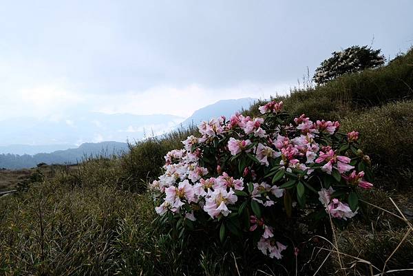 20240419合歡山東峰步道口杜鵑花