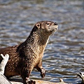otter-at-trout-lake2.jpg