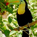 toucan2.jpg