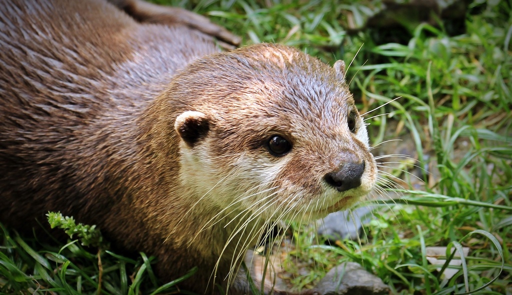 otter-1438381_1920.jpg