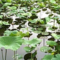 荷花池 雨天 10.06.12