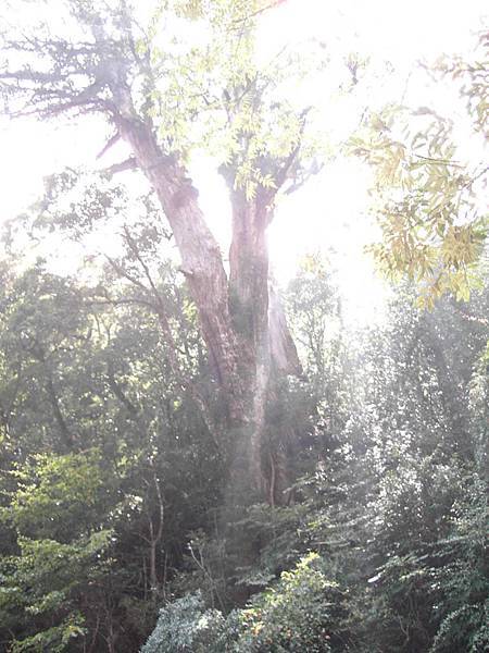 拉拉山遠遠的巨木,陽光灑落