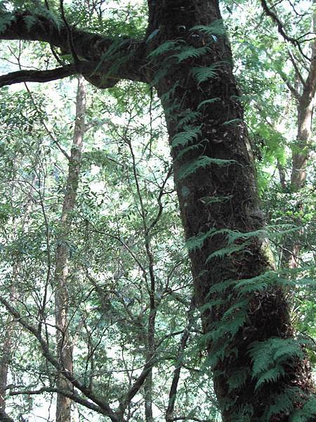 拉拉山綠油油樹木