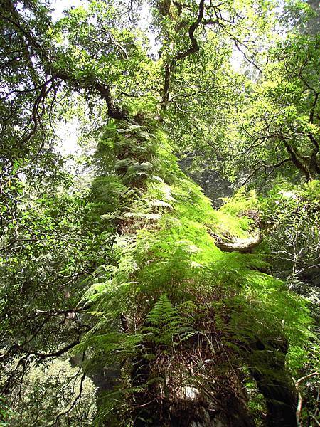 拉拉山綠油油樹林樹木