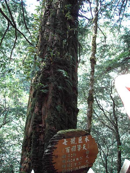 拉拉山7號巨木百褶擎天