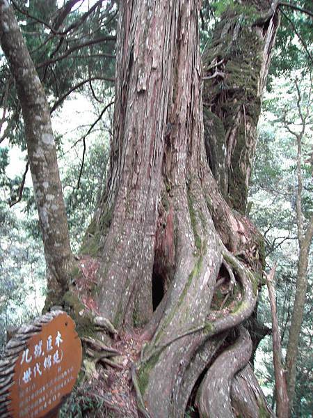 拉拉山9號巨木世代綿延,子母樹共生