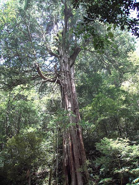 拉拉山樹木