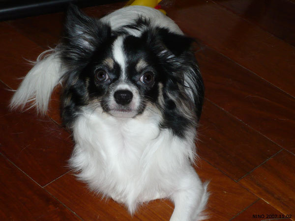 NINO 20071102 NINO 20071102