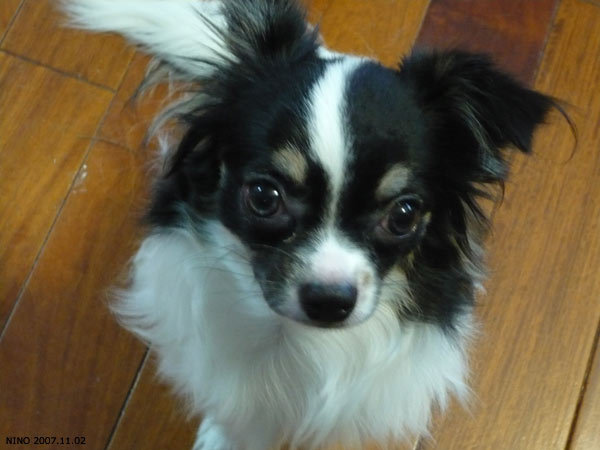 NINO 20071102 NINO 20071102