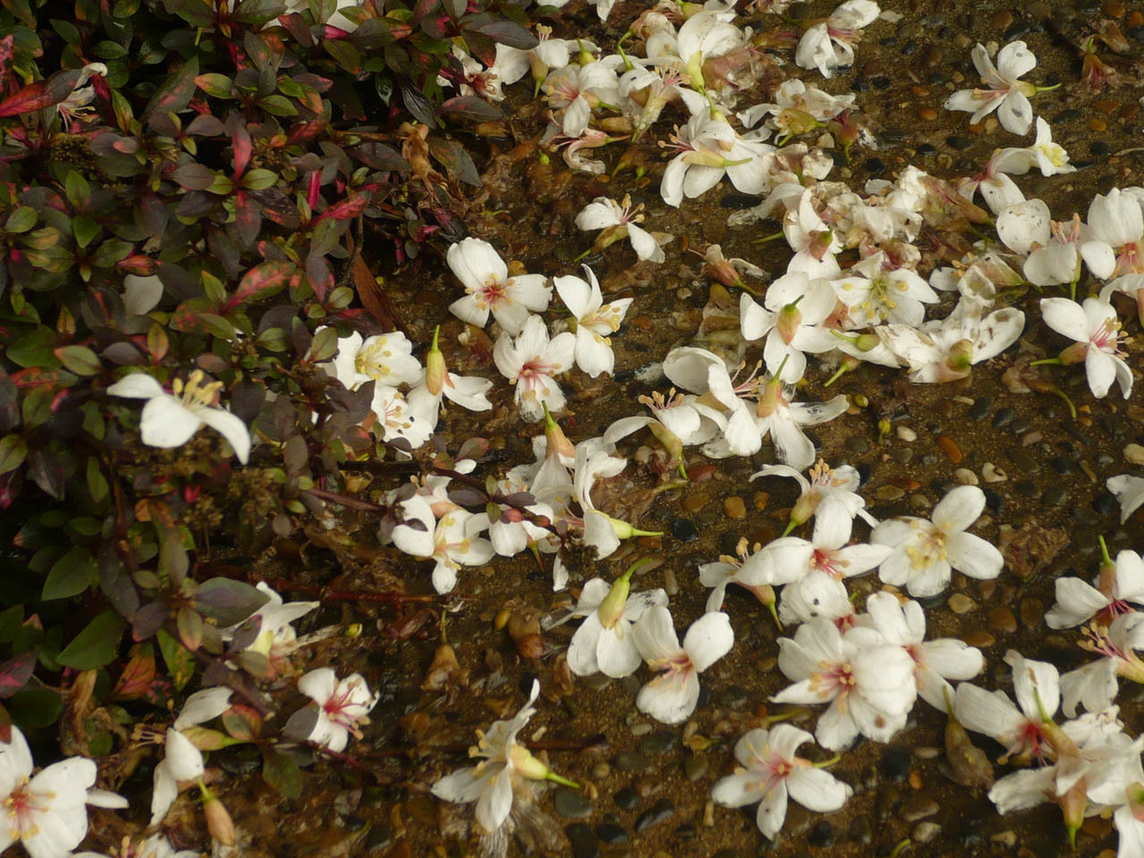p032 油桐花 p032 油桐花