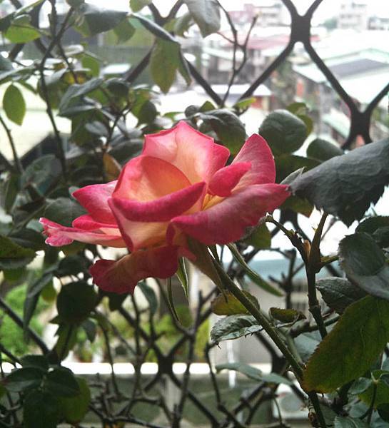rose 2011.11.19