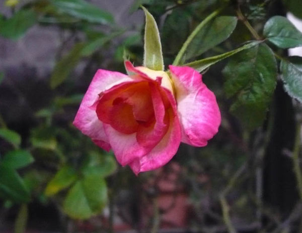 rose 2011.11.14