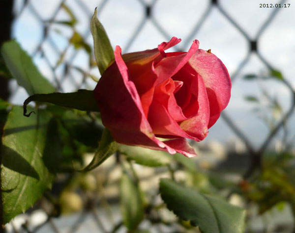 rose(III) 20120117