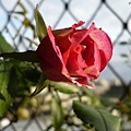 rose(III) 20120117