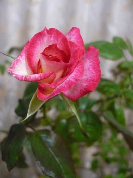 Rose Senior 20120510