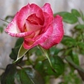 Rose Senior 20120510