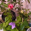 Roses 20120608 Roses 20120608