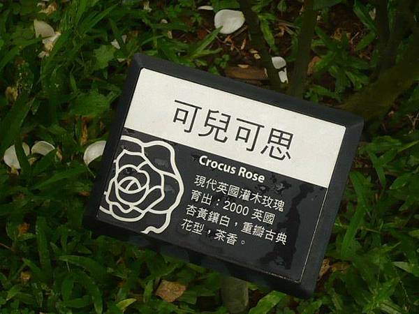 可兒可思Crocus Rose