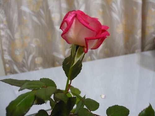 rose_0011