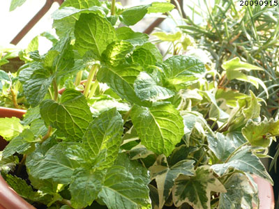 MINT MINT