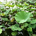 荷花池 雨天 10.06.12