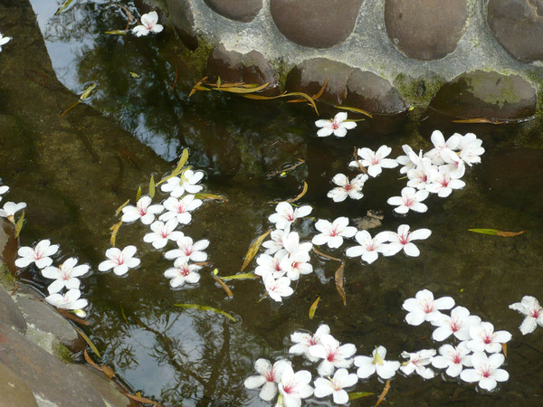 桐花 桐花