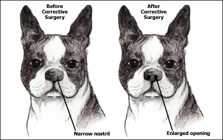 dog-stenotic-nares.gif dog-stenotic-nares.gif
